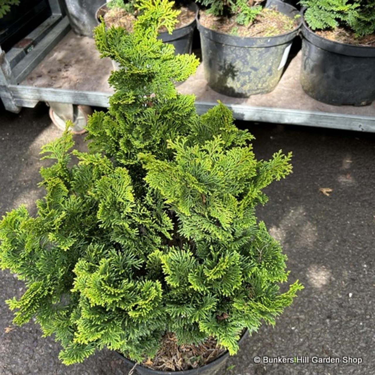 Chamaecyparis Obtusa Nana Gracilis Standard - View 15 from www redcrocus com