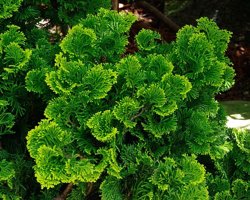 Chamaecyparis Obtusa Nana Gracilis Standard - View 17 from www redcrocus com