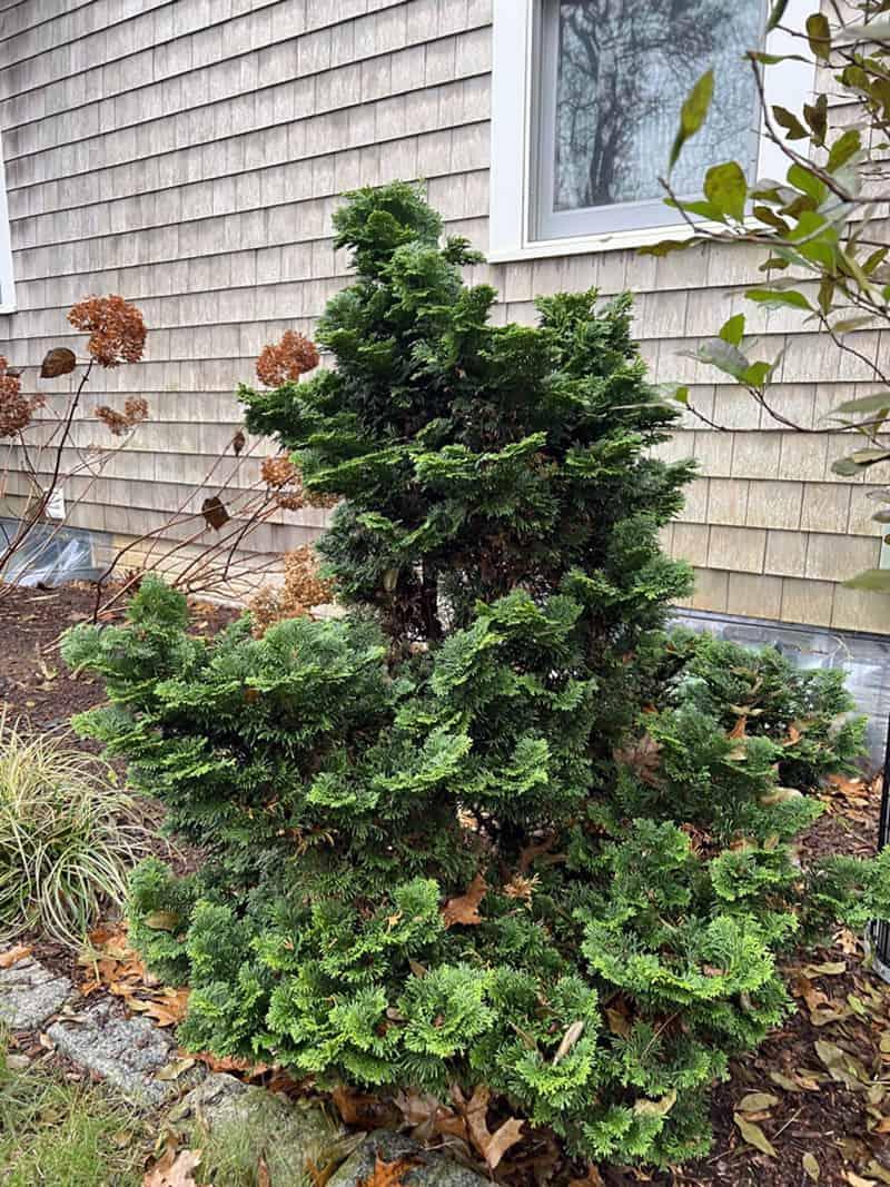 Chamaecyparis Obtusa Nana Gracilis Standard - View 1 from www redcrocus com