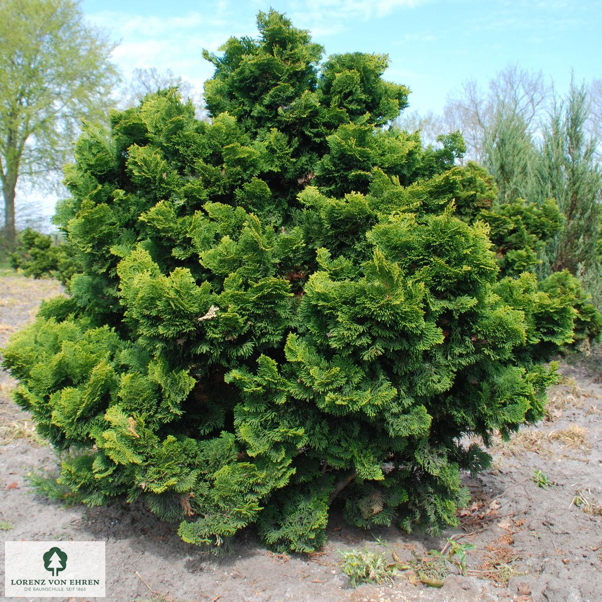 Chamaecyparis Obtusa Nana Gracilis Standard - View 7 from www redcrocus com