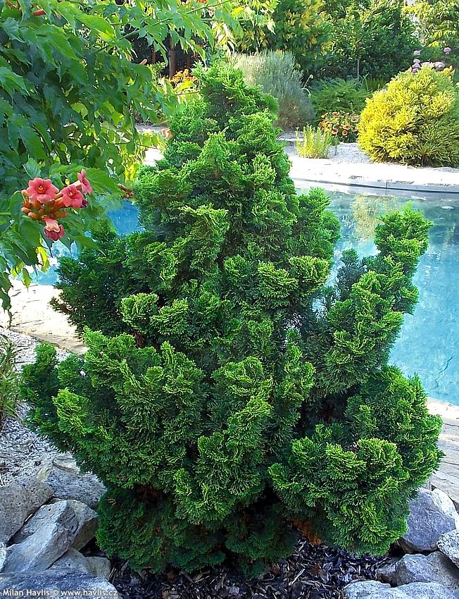 Chamaecyparis Obtusa Nana Gracilis Standard - View 8 from www redcrocus com