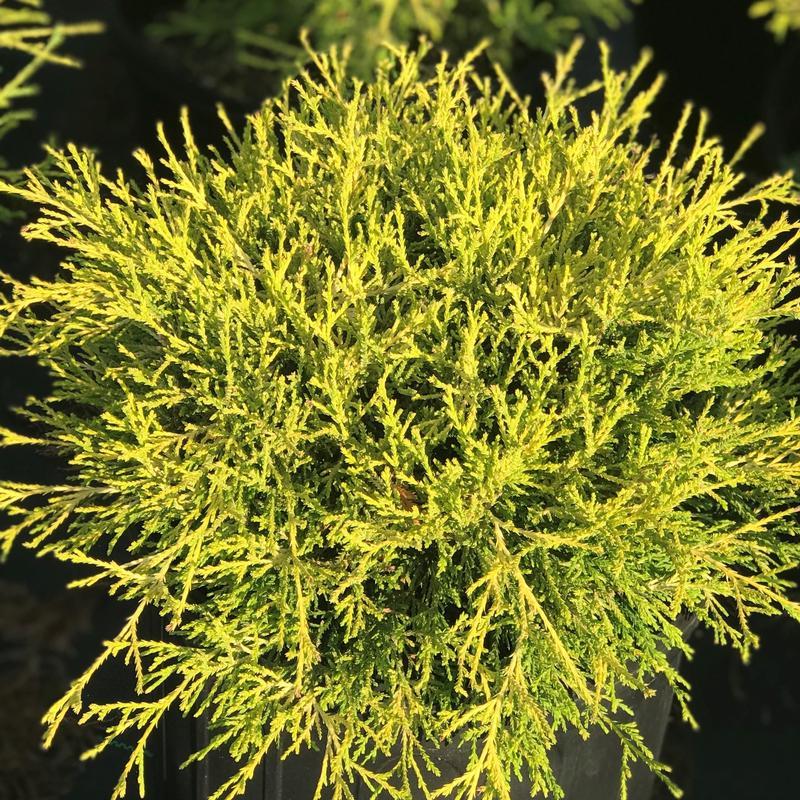 Chamaecyparis Pisifera Golden Mop Standard - View 10 from www redcrocus com