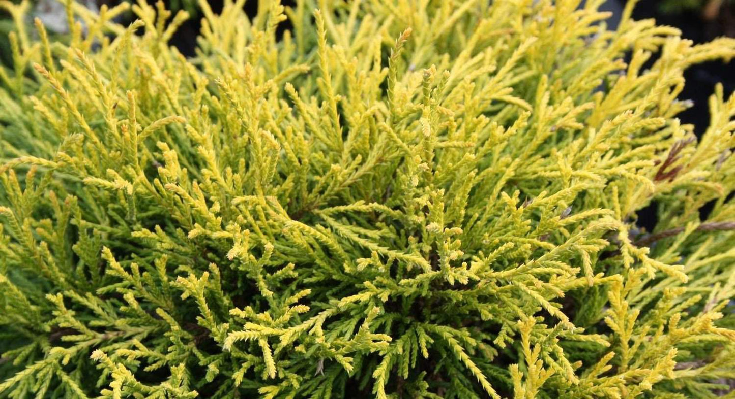Chamaecyparis Pisifera Golden Mop Standard - View 12 from www redcrocus com