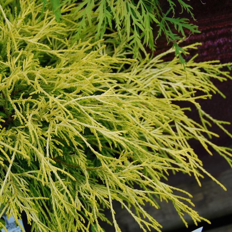 Chamaecyparis Pisifera Golden Mop Standard - View 14 from www redcrocus com