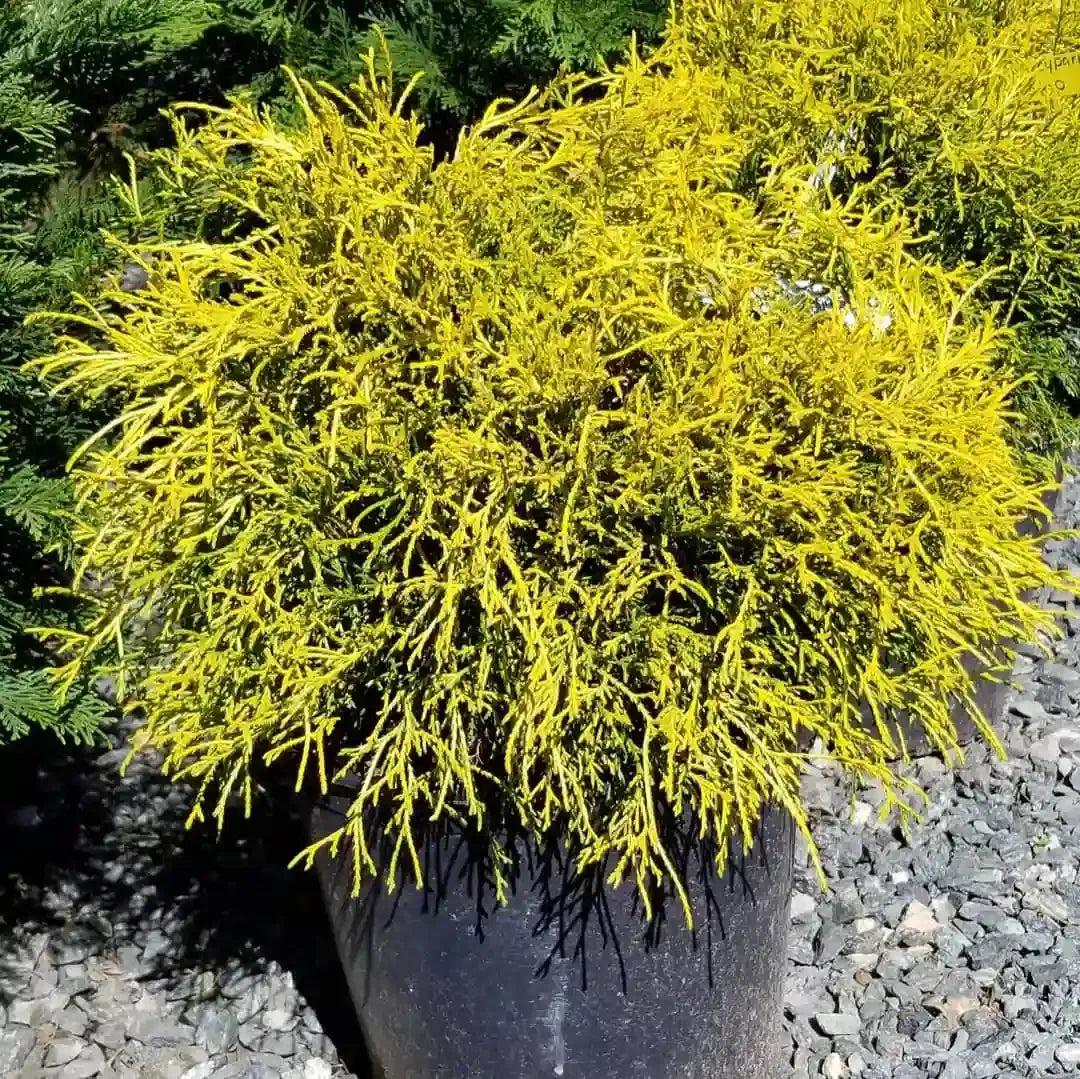 Chamaecyparis Pisifera Golden Mop Standard - View 15 from www redcrocus com