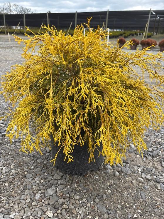 Chamaecyparis Pisifera Golden Mop Standard - View 16 from www redcrocus com