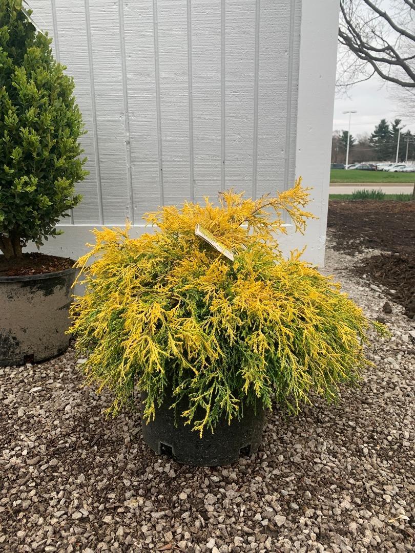Chamaecyparis Pisifera Golden Mop Standard - View 17 from www redcrocus com