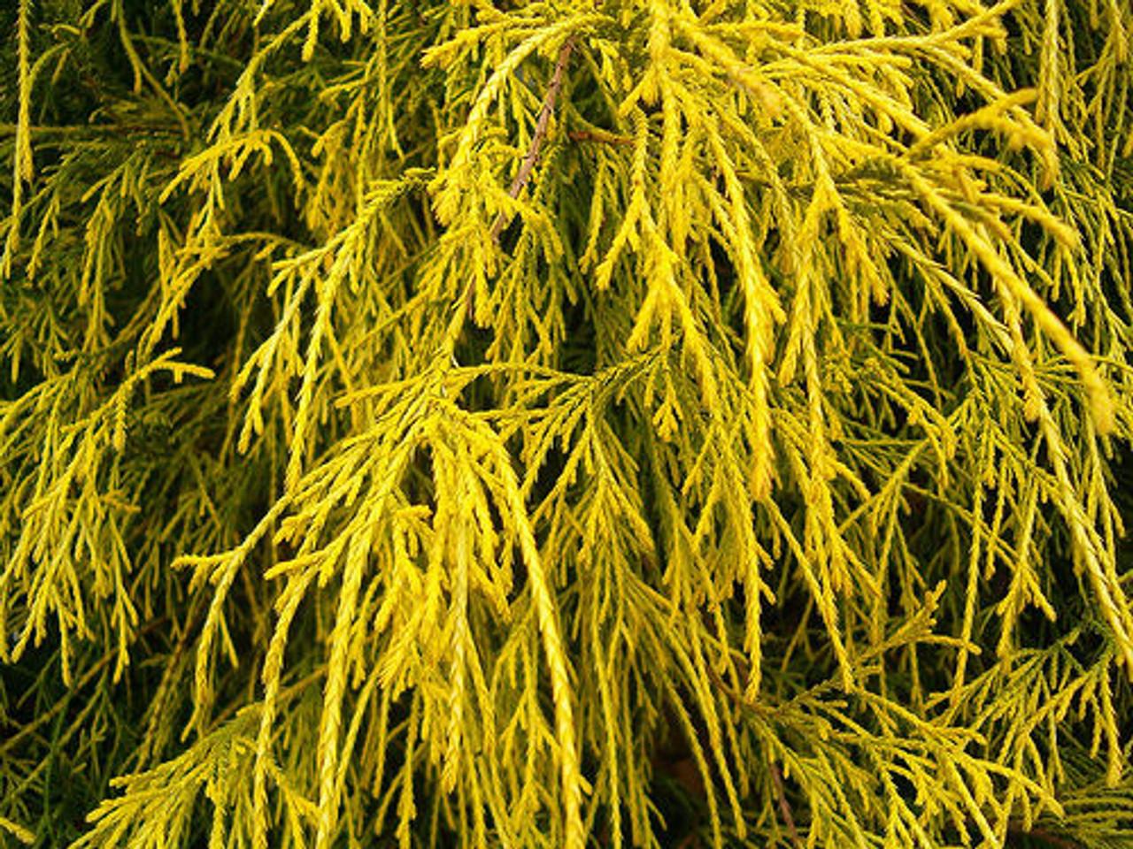 Chamaecyparis Pisifera Golden Mop Standard - View 19 from www redcrocus com