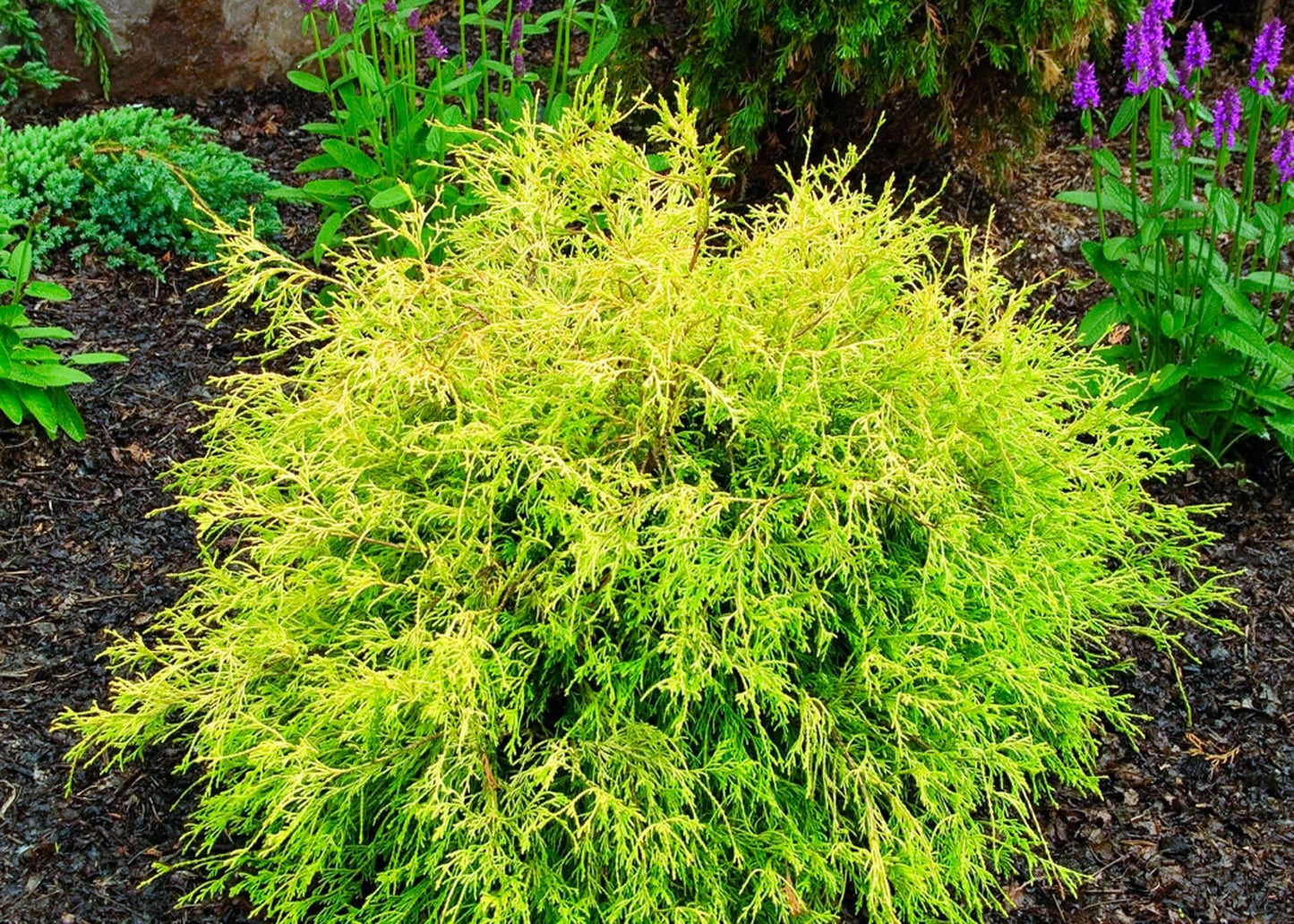 Chamaecyparis Pisifera Golden Mop Standard - View 5 from www redcrocus com