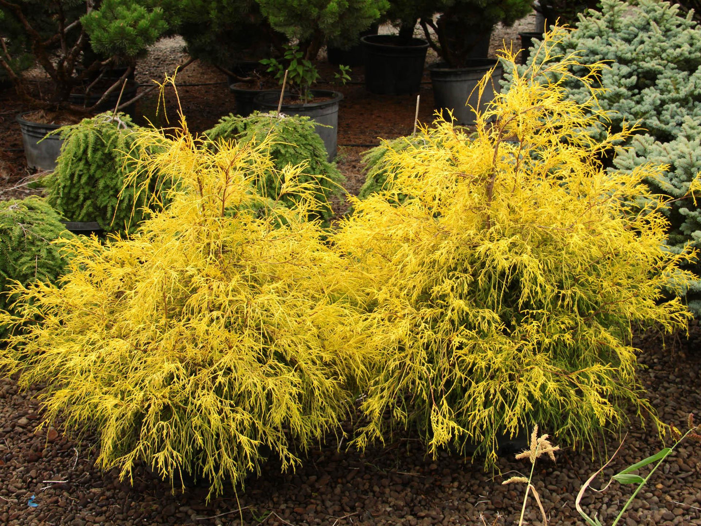Chamaecyparis Pisifera Golden Mop Standard - View 6 from www redcrocus com