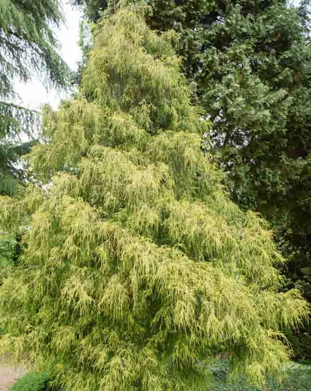 Chamaecyparis Pisifera Golden Mop Standard - View 7 from www redcrocus com