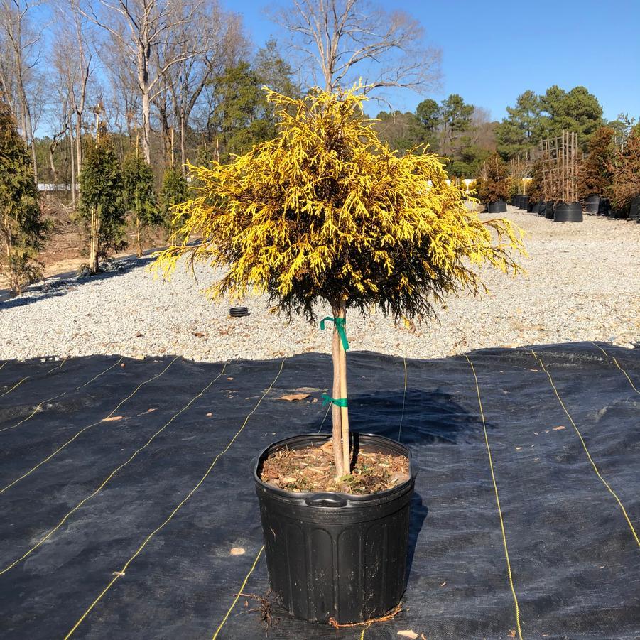 Chamaecyparis Pisifera Golden Mop Standard - View 8 from www redcrocus com