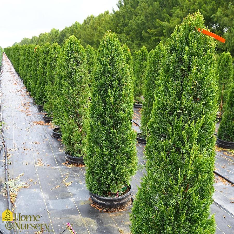 Juniperus Chinensis Hetzii Columnaris - View 12 from www redcrocus com