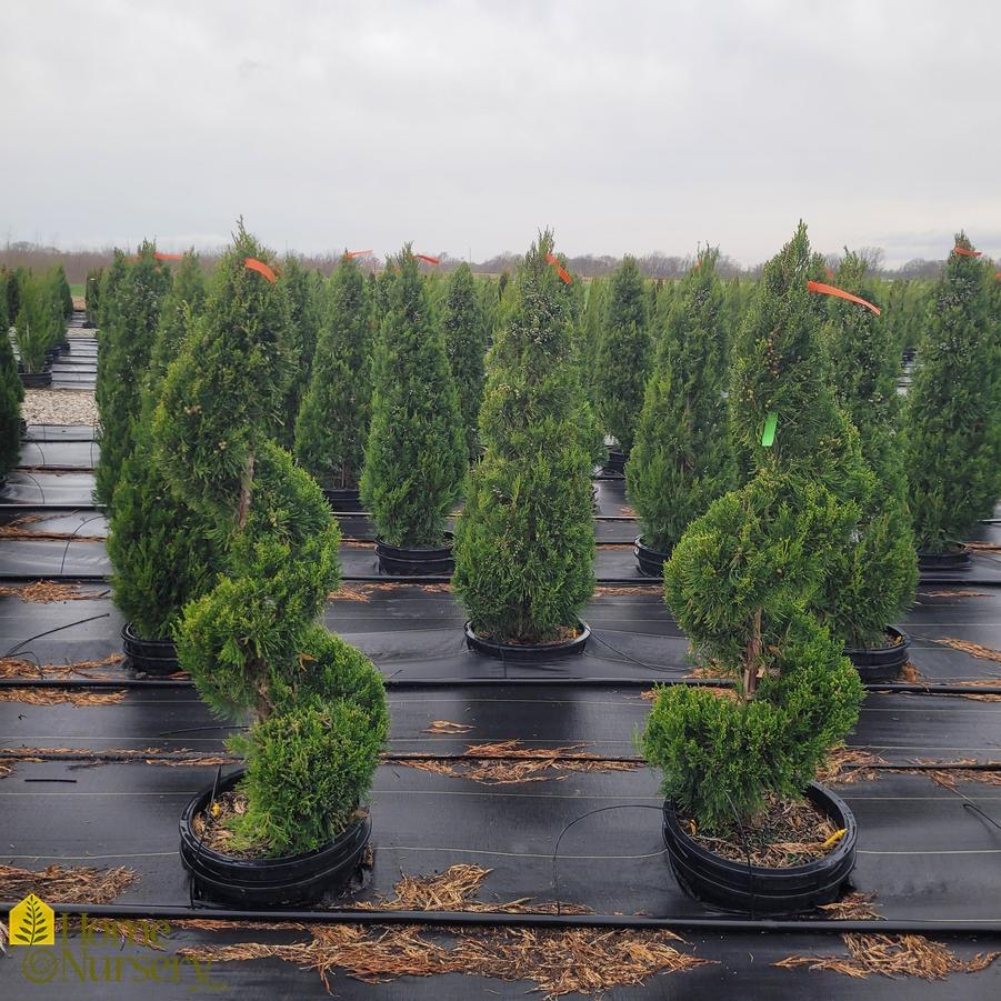 Juniperus Chinensis Hetzii Columnaris - View 13 from www redcrocus com