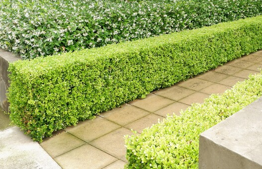 Buxus Microphylla Green Mountain Hedge Form (instant Hedge) - View 10 from www redcrocus com