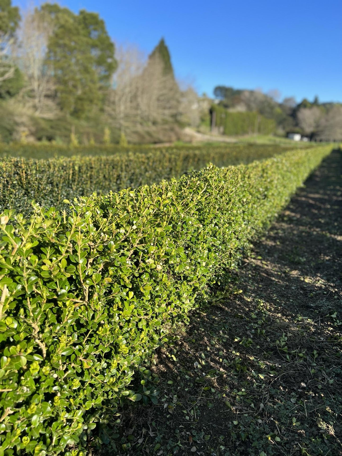 Buxus Microphylla Green Mountain Hedge Form (instant Hedge) - View 2 from www redcrocus com