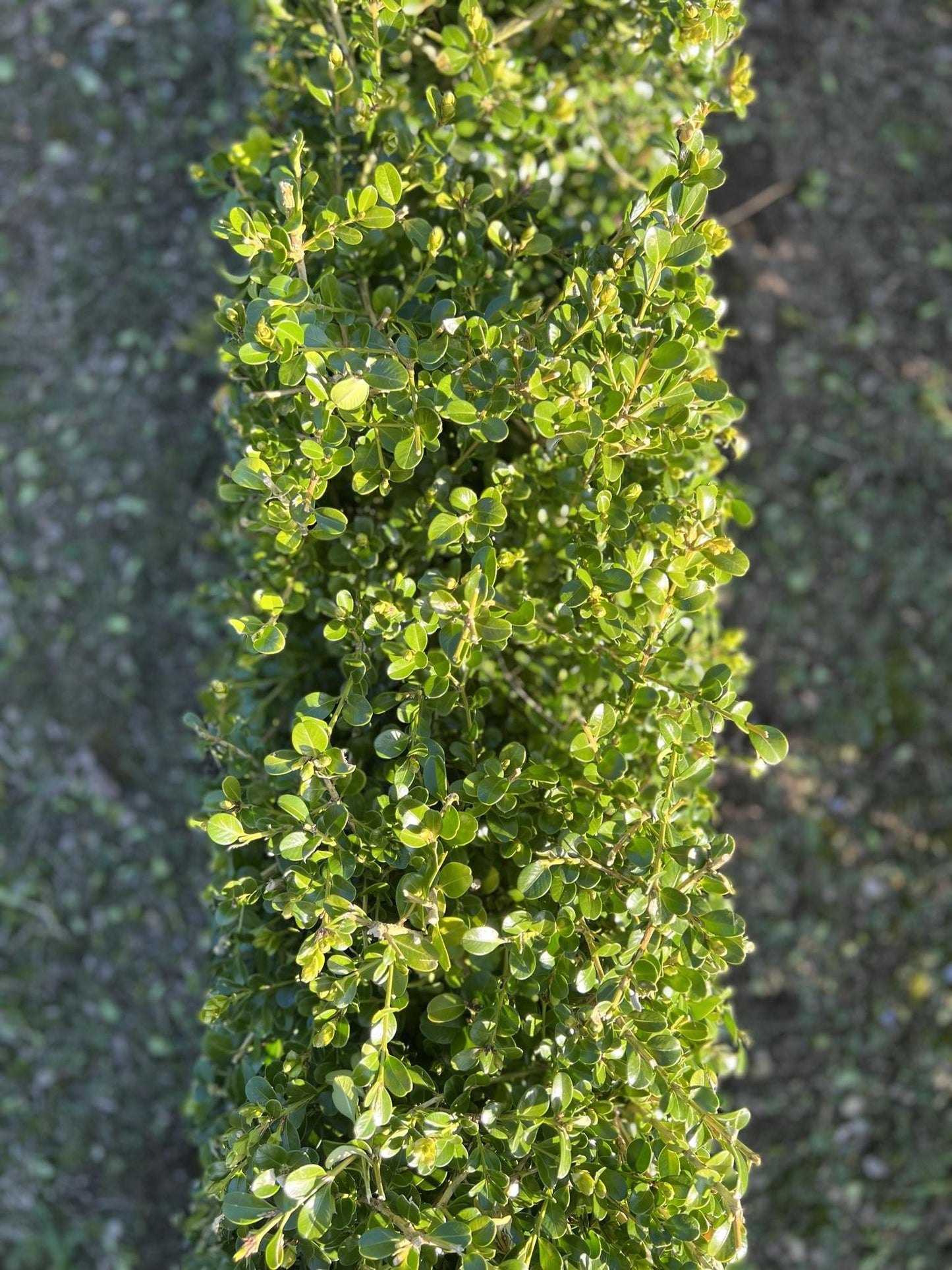 Buxus Microphylla Green Mountain Hedge Form (instant Hedge) - View 3 from www redcrocus com
