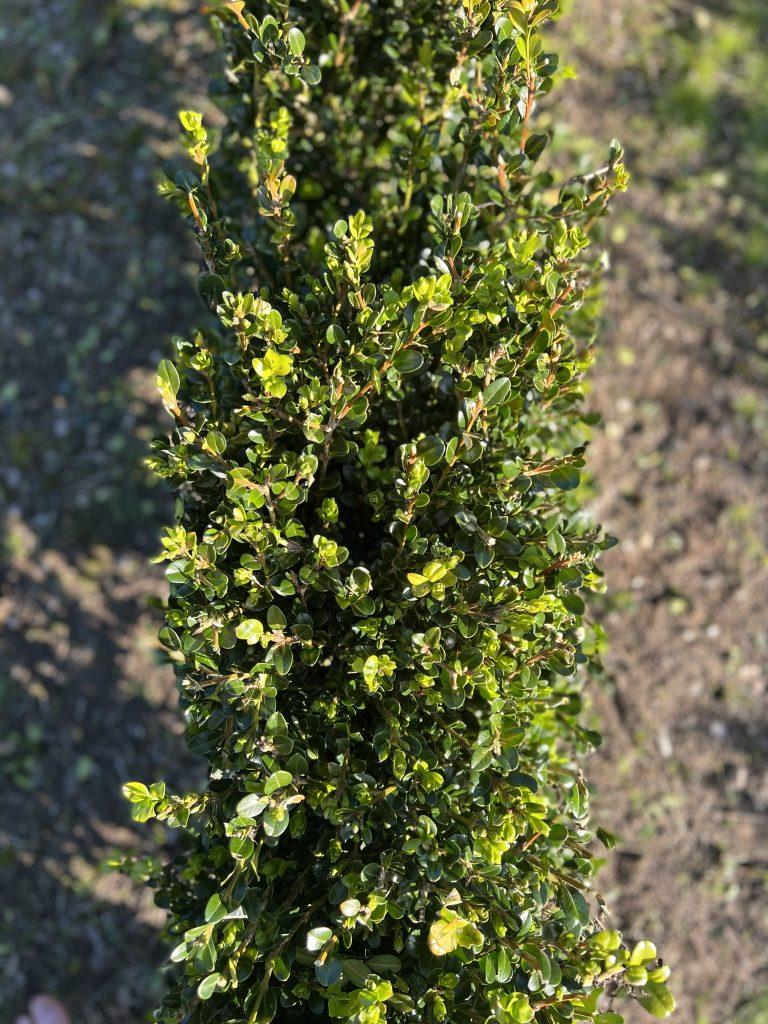 Buxus Microphylla Green Mountain Hedge Form (instant Hedge) - View 4 from www redcrocus com