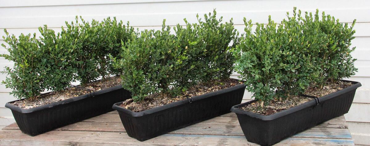 Buxus Microphylla Green Mountain Hedge Form (instant Hedge) - View 9 from www redcrocus com