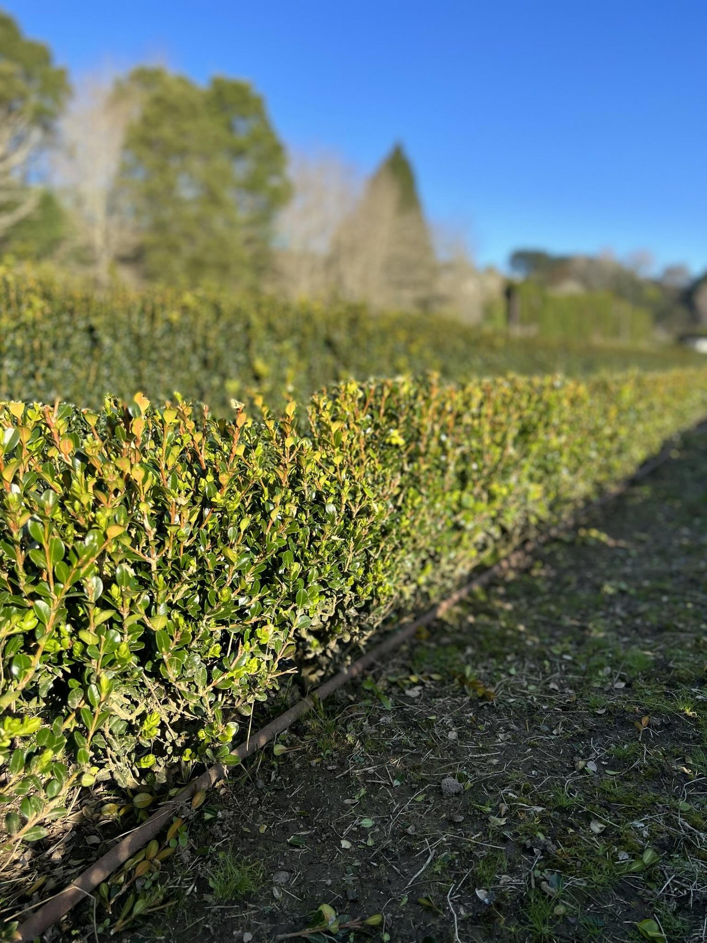 Buxus Microphylla 'green Mountain' Hedge Form (instant Hedge) - View 5 from www redcrocus com