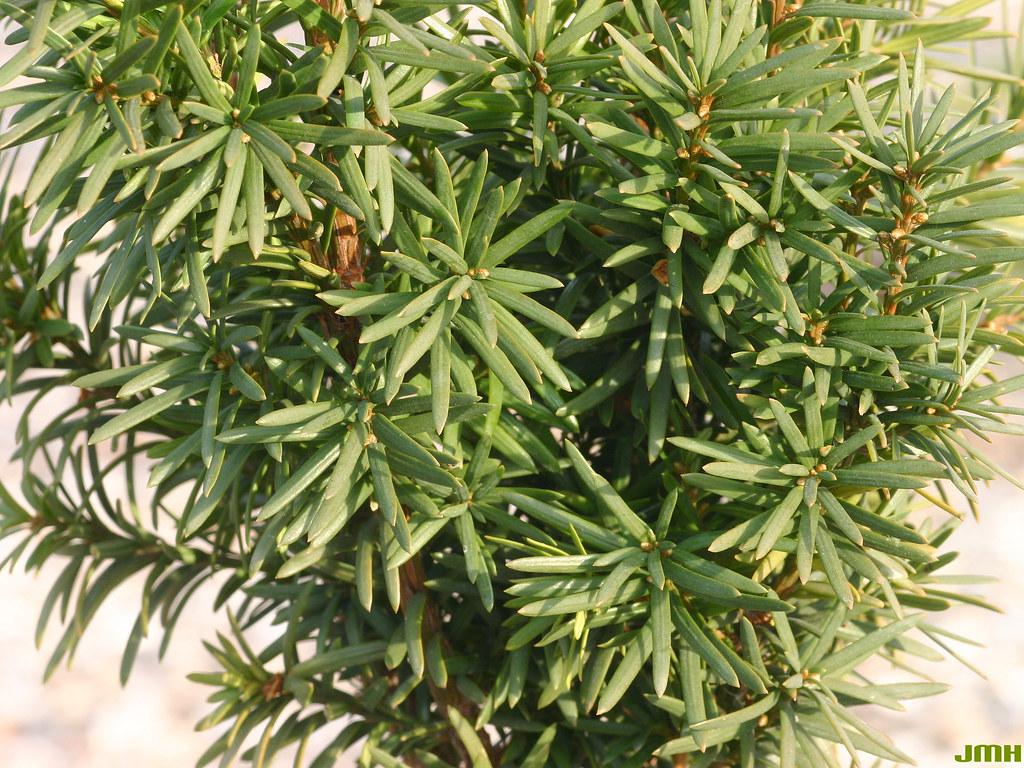 Taxus Media Maureen - View 10 from www redcrocus com