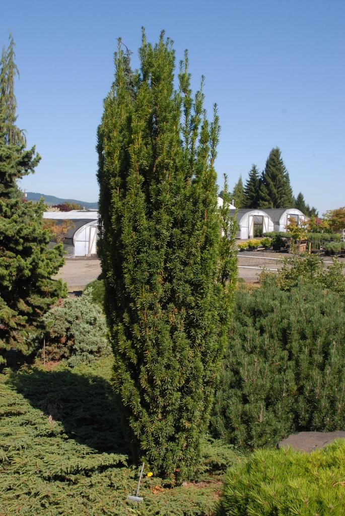 Taxus Media Maureen - View 12 from www redcrocus com
