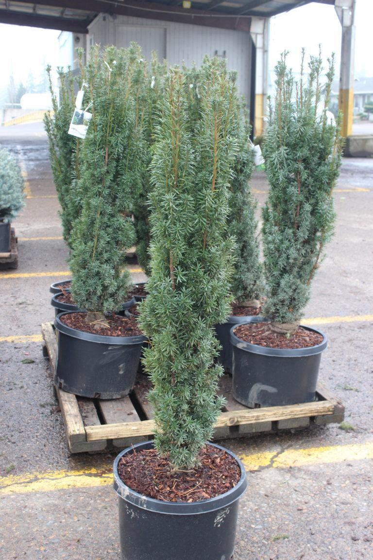 Taxus Media Maureen - View 14 from www redcrocus com
