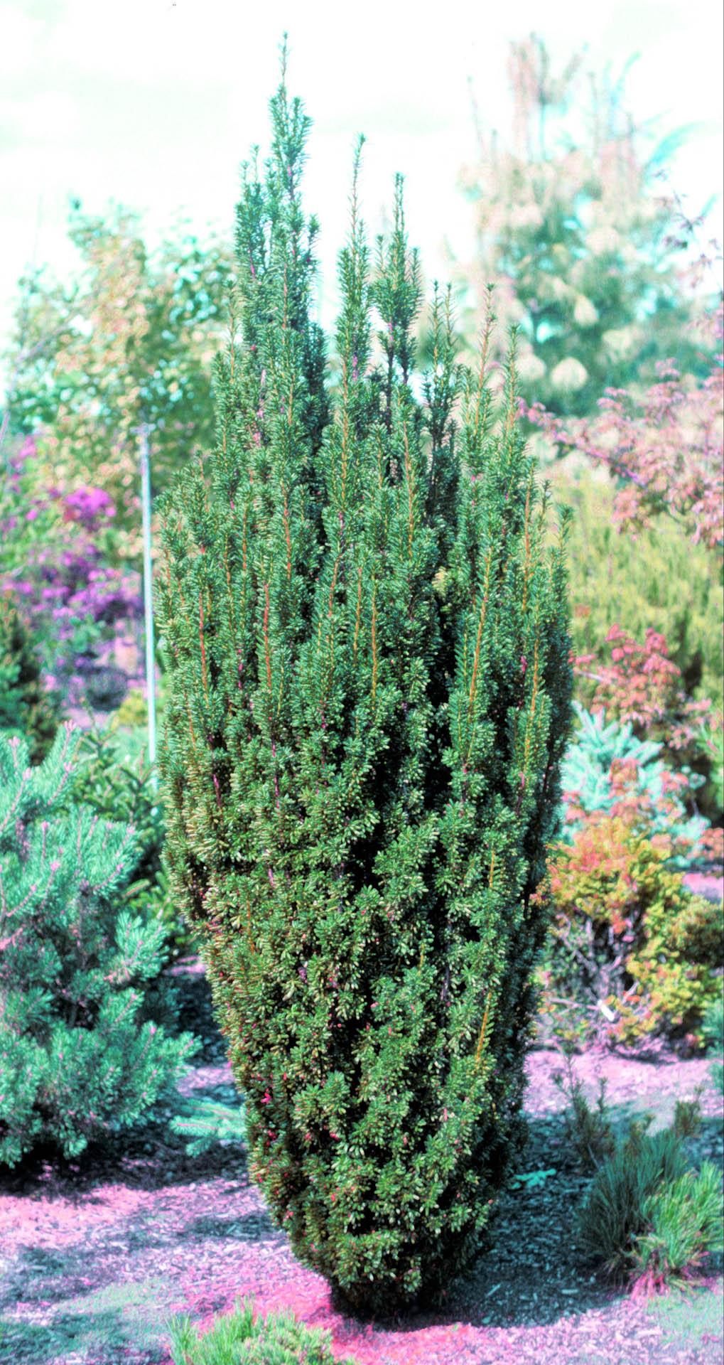 Taxus Media Maureen - View 1 from www redcrocus com