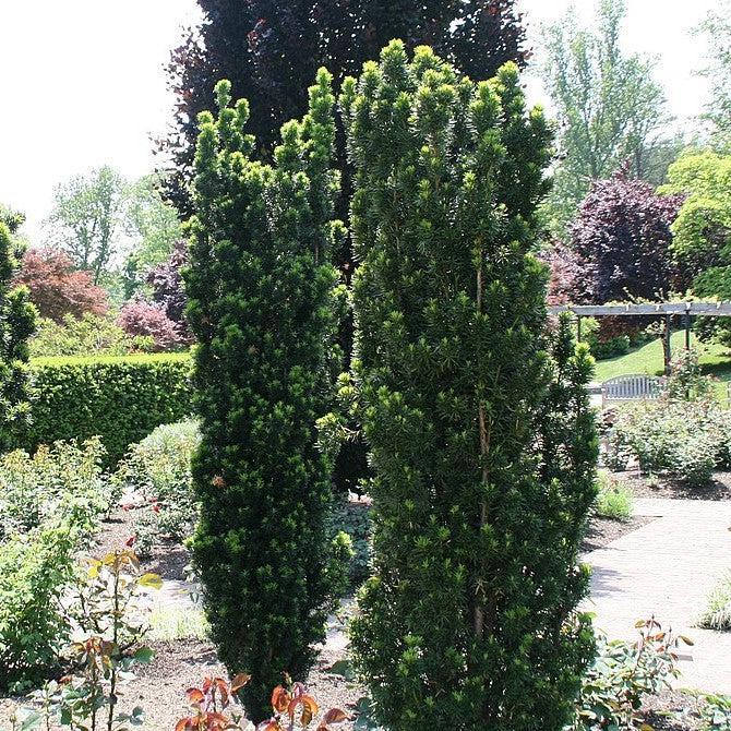 Taxus Media Maureen - View 2 from www redcrocus com