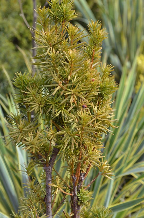 Taxus Media Maureen - View 5 from www redcrocus com