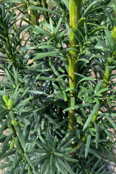 Taxus Media Maureen - View 6 from www redcrocus com