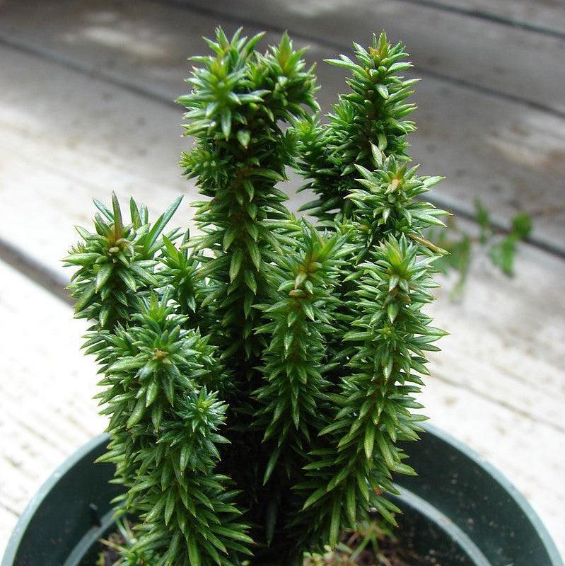Taxus Media Maureen - View 7 from www redcrocus com