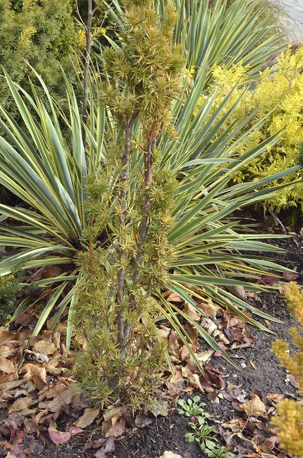 Taxus Media Maureen - View 8 from www redcrocus com