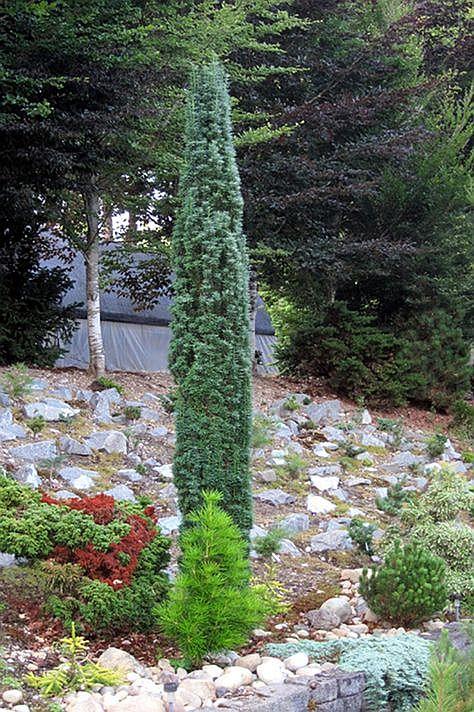 Taxus Media Maureen - View 9 from www redcrocus com