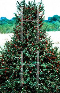 Ilex Red Beauty - View 15 from www redcrocus com