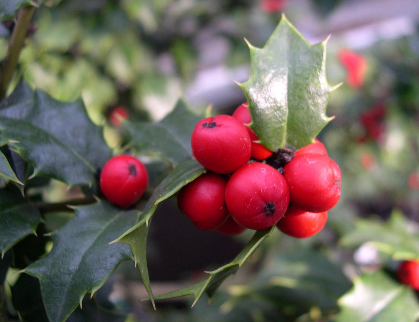 Ilex Red Beauty - View 16 from www redcrocus com
