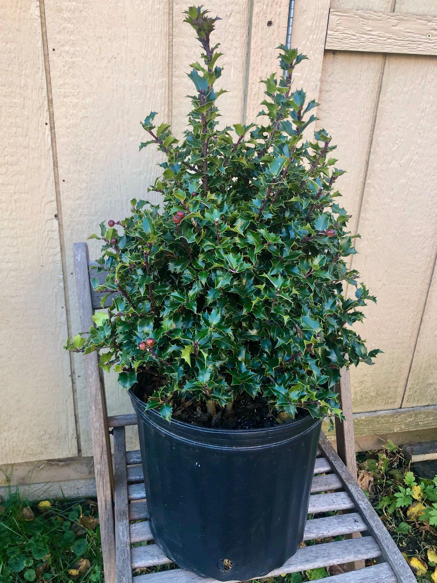 Ilex Red Beauty - View 18 from www redcrocus com