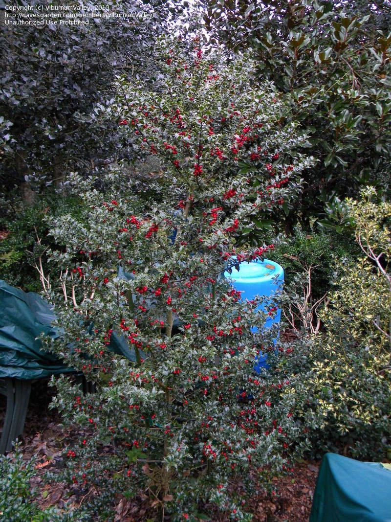 Ilex Red Beauty - View 19 from www redcrocus com
