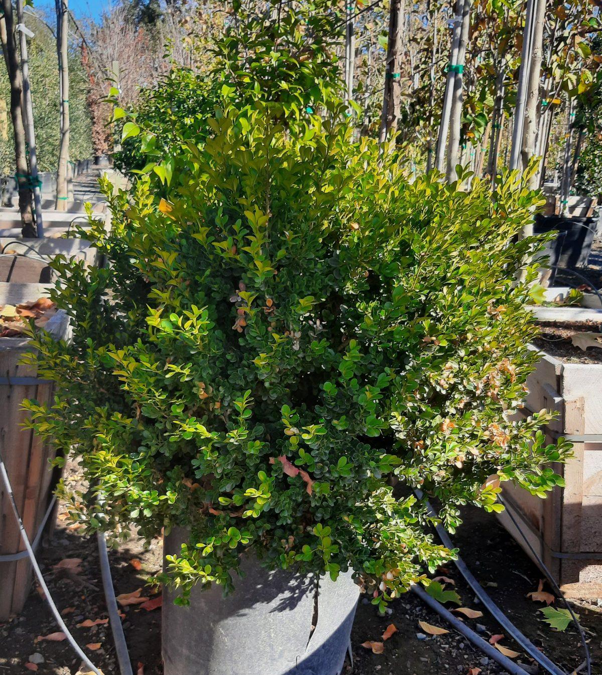 Buxus Microphylla Green Beauty Cone - View 11 from www redcrocus com