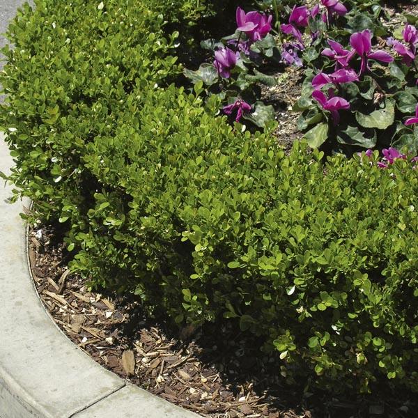 Buxus Microphylla Green Beauty Cone - View 14 from www redcrocus com