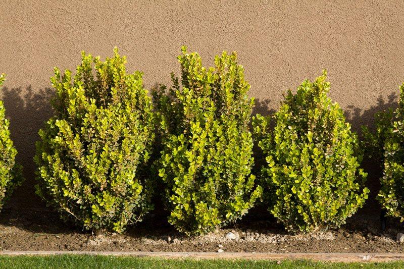 Buxus Microphylla Green Beauty Cone - View 17 from www redcrocus com