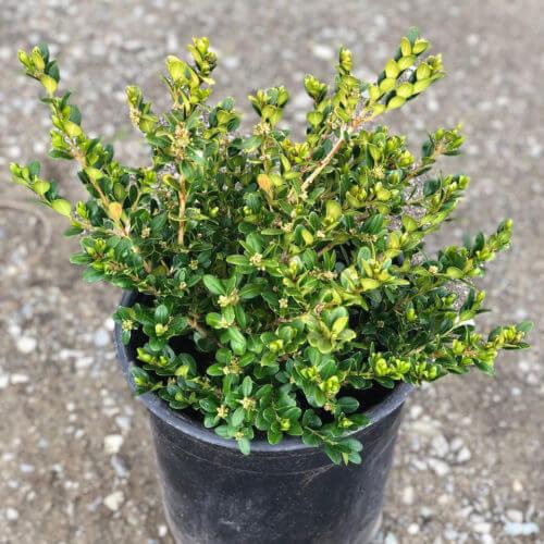 Buxus Microphylla Green Beauty Cone - View 18 from www redcrocus com