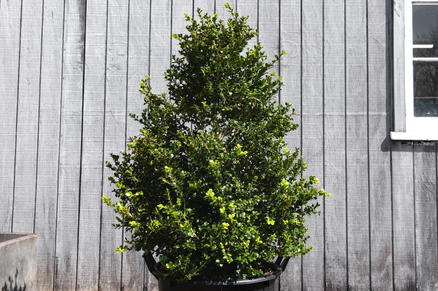 Buxus Microphylla Green Beauty Cone - View 19 from www redcrocus com