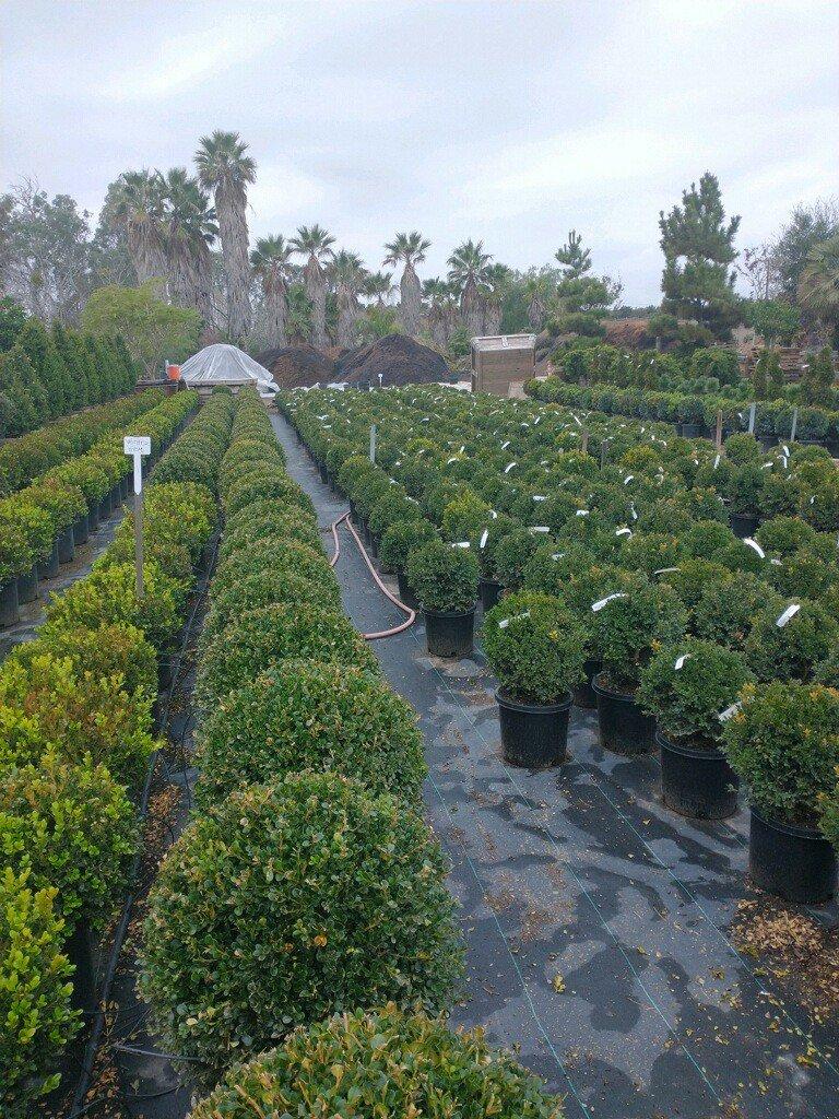 Buxus Microphylla Green Beauty Cone - View 4 from www redcrocus com