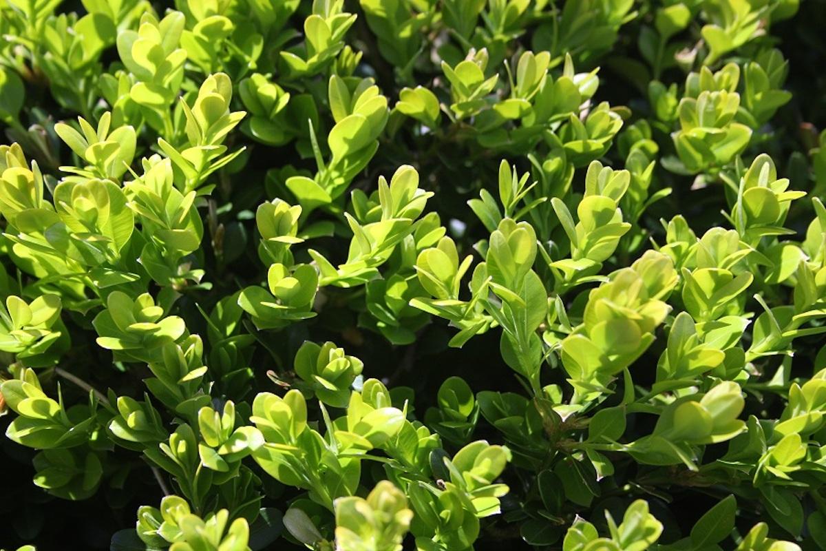 Buxus Microphylla Green Beauty Cone - View 7 from www redcrocus com