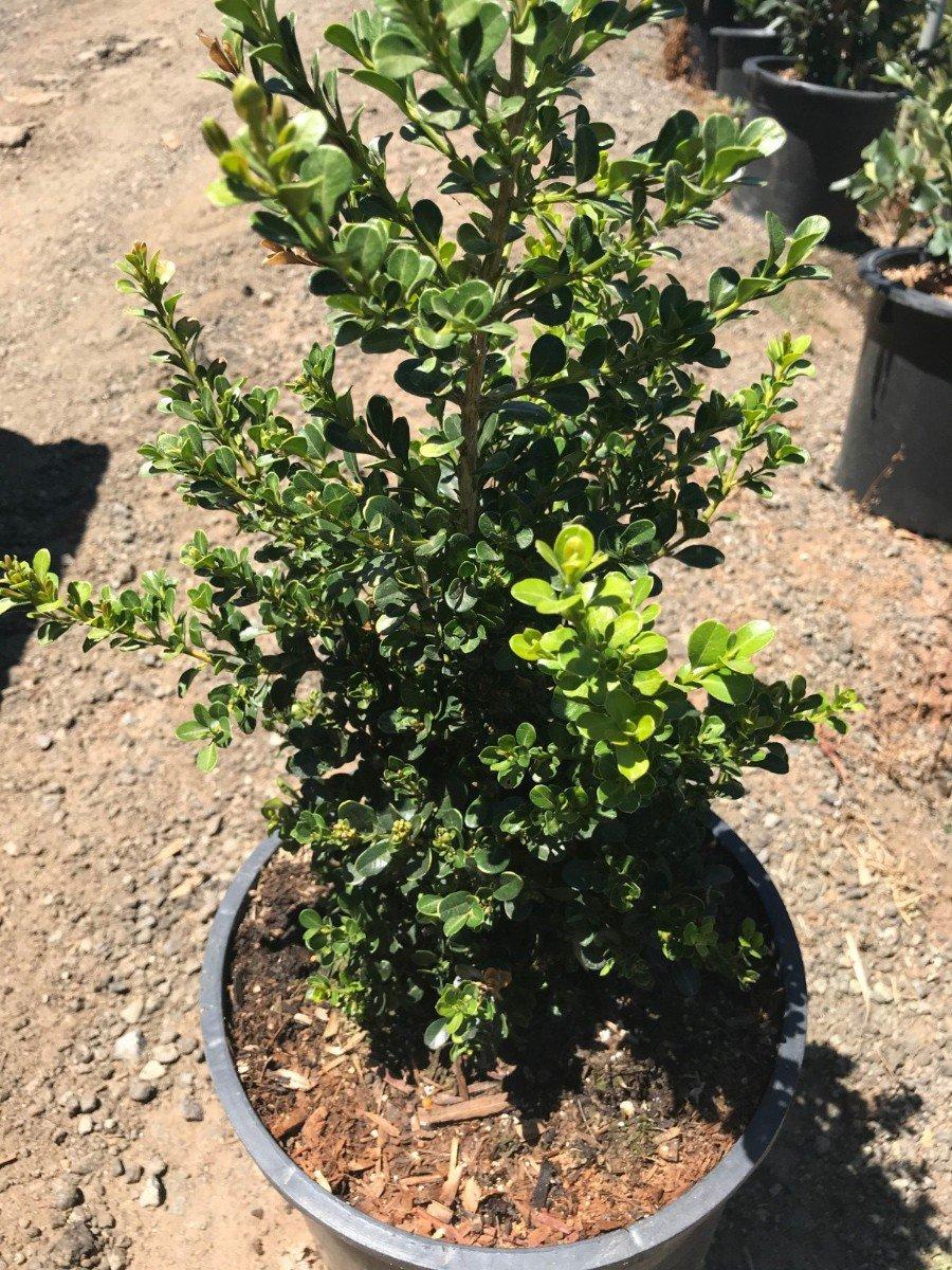 Buxus Microphylla 'green Beauty' Cone - View 17 from www redcrocus com
