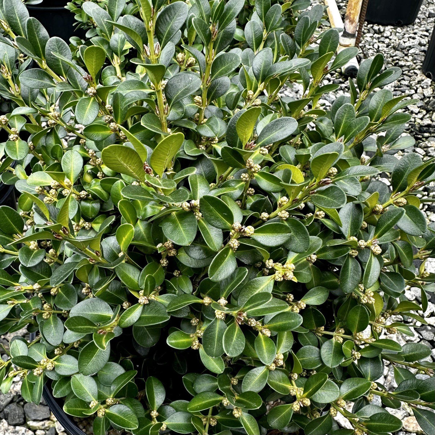 Buxus Microphylla 'green Beauty' Cone - View 9 from www redcrocus com
