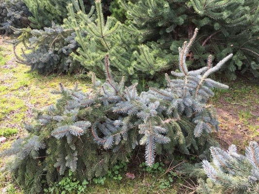 Picea Pungens 'glauca Procumbens' - View 12 from www redcrocus com