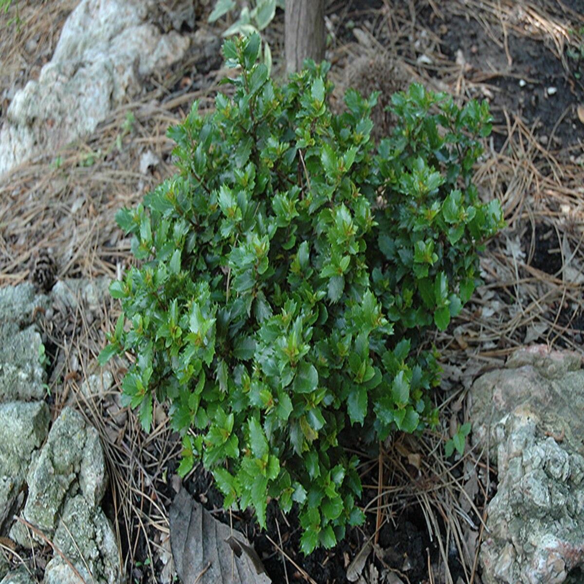 Ilex X 'little Rascal' - View 10 from www redcrocus com