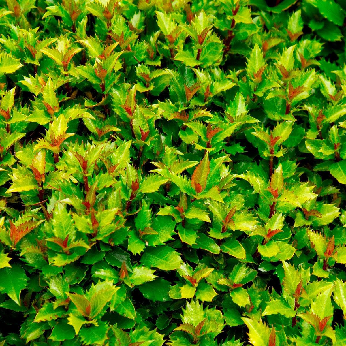 Ilex X 'little Rascal' - View 12 from www redcrocus com